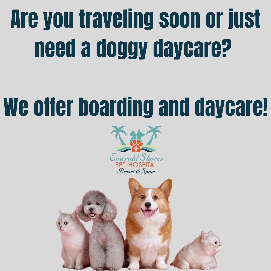 Are you traveling soon or just need a doggy daycare?